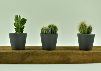 Trzy, małe kaktusy w doniczkach na różnych tłach.