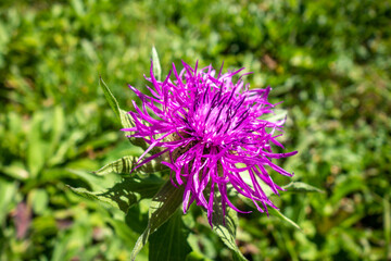 Centaurea uniflora flowers in Vanoise national Park, France