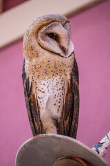 Curious barn owl 