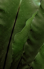 Naturalne piękne roślinne tło, zbliżenie na zielone liście, krople wody, roślinna tekstura. - obrazy, fototapety, plakaty