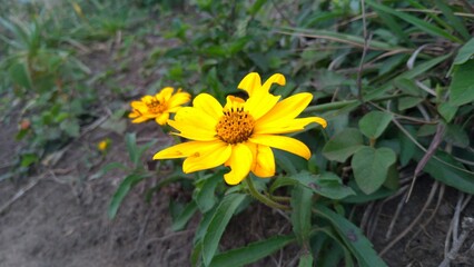 Resistance flower