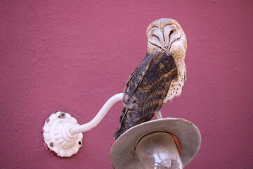 Barn owl on light fixture