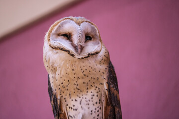 Barn owl waking up