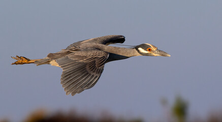 Yellow-crowned night heron (Nyctanassa violacea) flying over tidal marsh, Galveston, Texas, USA