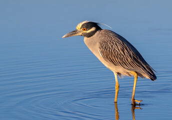 Yellow-crowned night heron (Nyctanassa violacea) in shallow water of tidal marsh, Galveston, Texas, USA