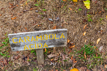 Carambola acida, Finca Kobo, Chocolate tour, Puerto Jimenez, The Osa Peninsula, Puntarenas Province,  Costa Rica, Central America, America