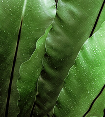Naturalne piękne roślinne tło, zbliżenie na zielone liście, krople wody, roślinna tekstura. - obrazy, fototapety, plakaty