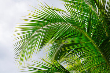 Fototapeta na wymiar Palm tree, Finca Kobo, Chocolate tour, Puerto Jimenez, The Osa Peninsula, Puntarenas Province, Costa Rica, Central America, America