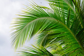 Palm tree, Finca Kobo, Chocolate tour, Puerto Jimenez, The Osa Peninsula, Puntarenas Province,  Costa Rica, Central America, America