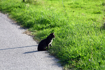 Little kitten in nature