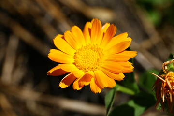 Blooming marigold.