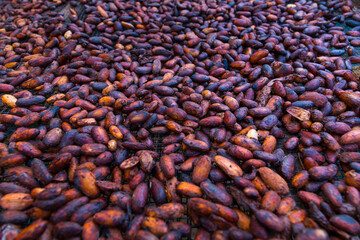 Theobroma cacao also cacao tree and cocoa tree, Finca Kobo, Chocolate tour, Puerto Jimenez, The Osa Peninsula, Puntarenas Province,  Costa Rica, Central America, America