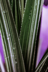 Ciemno zielone liście rośliny, zbliżenie. Naturalne tło w ogrodzie. © insomniafoto