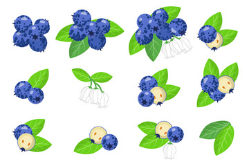 Set of illustrations with Blueberry exotic fruits, flowers and leaves isolated on a white background.