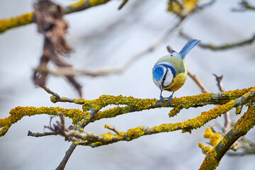 Eurasian blue tit bird ( Cyanistes caeruleus ) sitting on a branch and eating seeds