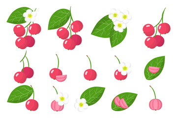 Set of illustrations with Capulin exotic fruits, flowers and leaves isolated on a white background.