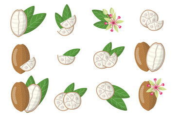 Set of illustrations with Cupuacu exotic fruits, flowers and leaves isolated on a white background. - obrazy, fototapety, plakaty