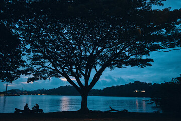 two people sitting under silhouette of tall tree at blue hour