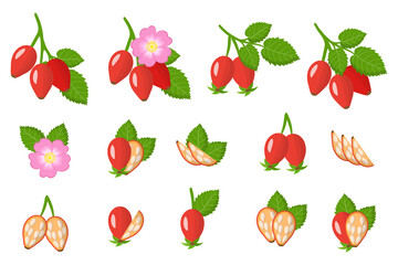 Set of illustrations with dogrose exotic fruits, flowers and leaves isolated on a white background.