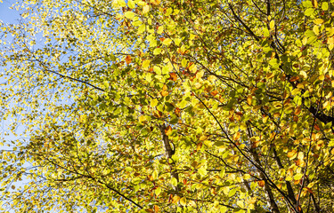 Blätter leuchten im Herbstlicht