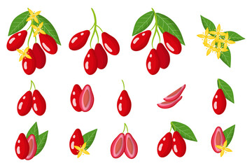 Set of illustrations with dogwood exotic fruits, flowers and leaves isolated on a white background.