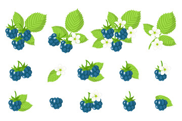 Set of illustrations with European dewberry exotic fruits, flowers and leaves isolated on a white background.