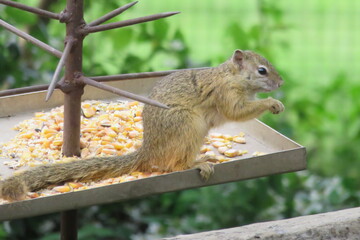 Naklejka na ściany i meble An adorable little yellow squirrel eating seeds from a bird feeder tray next to steel spikes with a lush green garden in the background