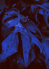 Niebieskie liście zbliżenie, abstrakcyjne naturalne tło.