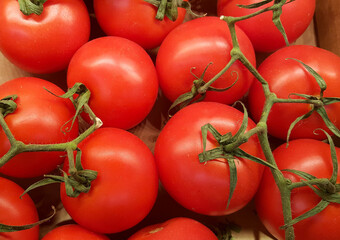 Tomates en rama a granel.