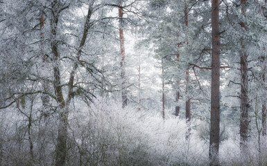 Winterlicher Wald im Schnee