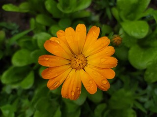 Bright orange calendula flower, calendula flower in green petals