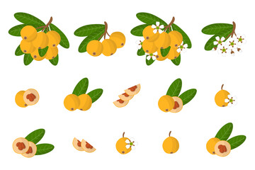 Set of illustrations with Loquat exotic fruits, flowers and leaves isolated on a white background.