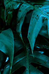 Niebieskie liście zbliżenie, abstrakcyjne naturalne tło. - obrazy, fototapety, plakaty