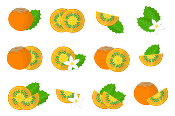 Set of illustrations with Lulo exotic fruits, flowers and leaves isolated on a white background.