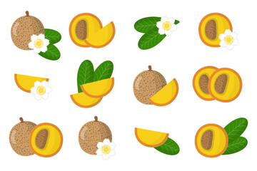 Set of illustrations with Mammea exotic fruits, flowers and leaves isolated on a white background.