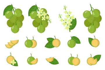 Set of illustrations with Mamoncillo exotic fruits, flowers and leaves isolated on a white background.