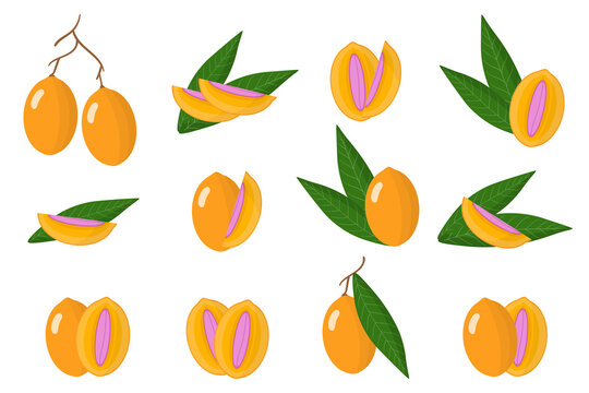 Set of illustrations with Maprang exotic fruits, flowers and leaves isolated on a white background.