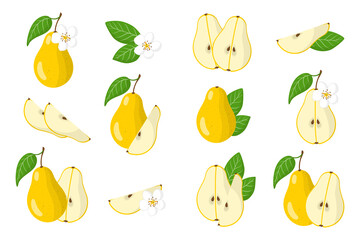Set of illustrations with Pear exotic fruits, flowers and leaves isolated on a white background.