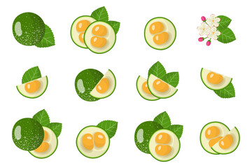 Set of illustrations with Pequi exotic fruits, flowers and leaves isolated on a white background.