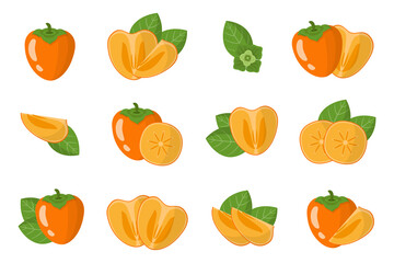 Set of illustrations with Persimmon exotic fruits, flowers and leaves isolated on a white background.