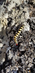 Caterpillar in Uganda. Mount Kadam