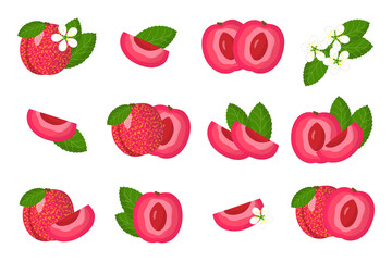 Set of illustrations with Pluot exotic fruits, flowers and leaves isolated on a white background.
