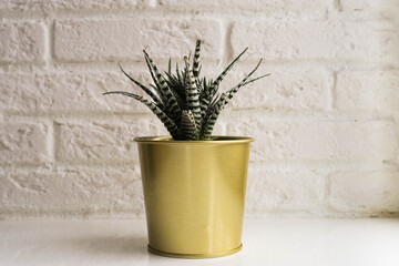 Cactus succulent on white table and white brick wallpaper background