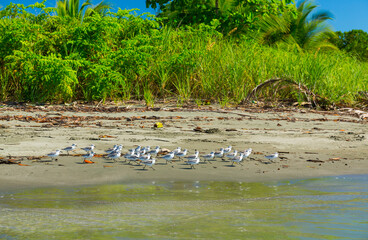 Waders, Mangrove, Puerto Jiménez, Golfo Dulce, Osa Peninsula, Costa Rica, Central America, America