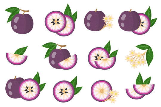 Set of illustrations with Purple star apple exotic fruits, flowers and leaves isolated on a white background.