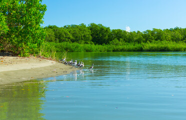 Waders, Mangrove, Puerto Jiménez, Golfo Dulce, Osa Peninsula, Costa Rica, Central America, America