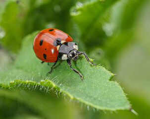 Siebenpunkt-Marienkäfer -  Coccinella septempunctata