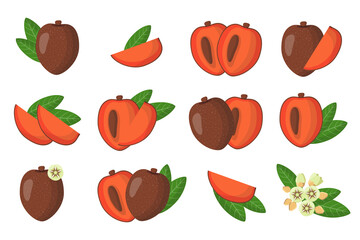 Set of illustrations with Sapote exotic fruits, flowers and leaves isolated on a white background.