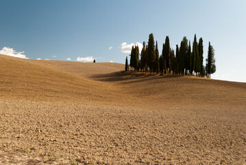 Italian dry view with crop field and cypress