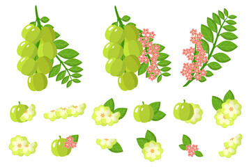 Set of illustrations with Star gooseberry exotic fruits, flowers and leaves isolated on a white background.
